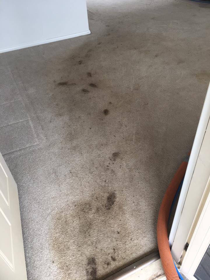 Before - bedroom carpet dirty