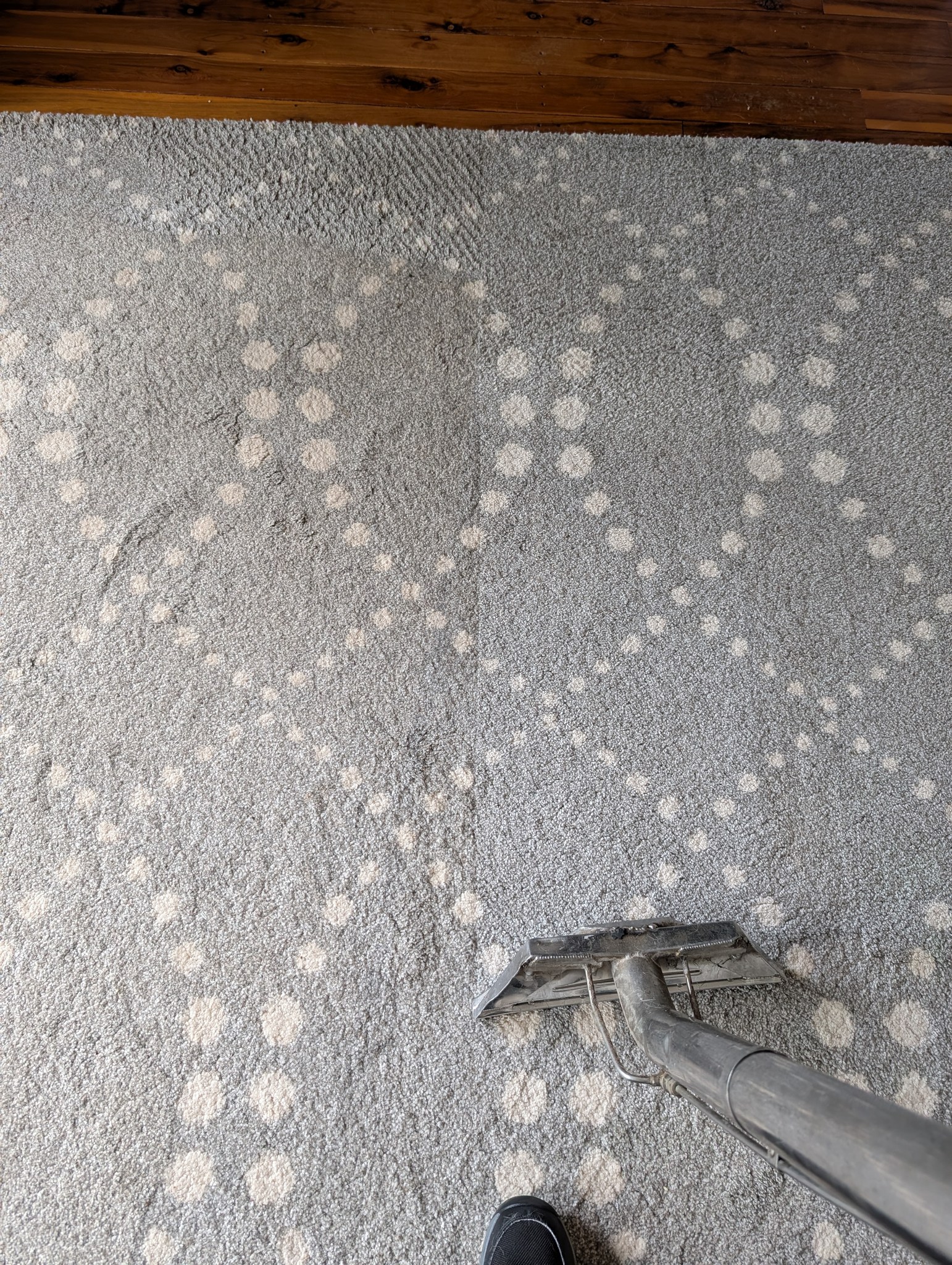Professional carpet cleaning in Canberra - pet odour treatment