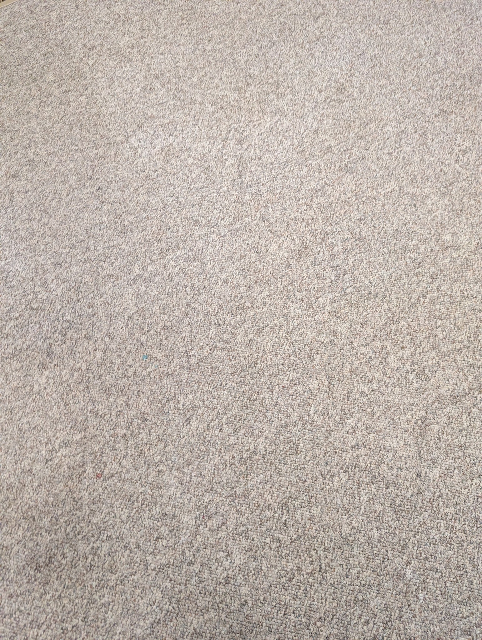 After - carpet restored after pet odour treatment