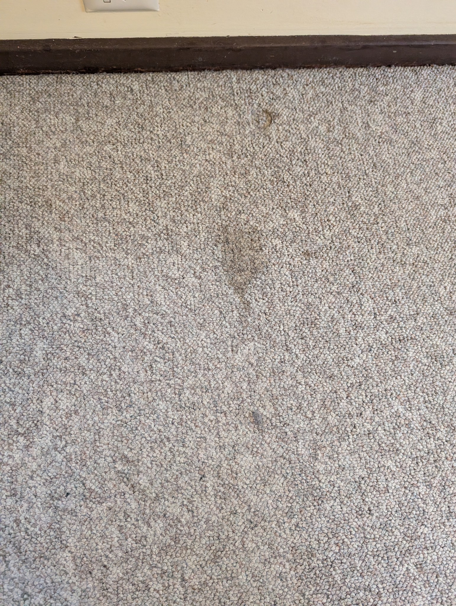 Carpet cleaning in a Canberra home