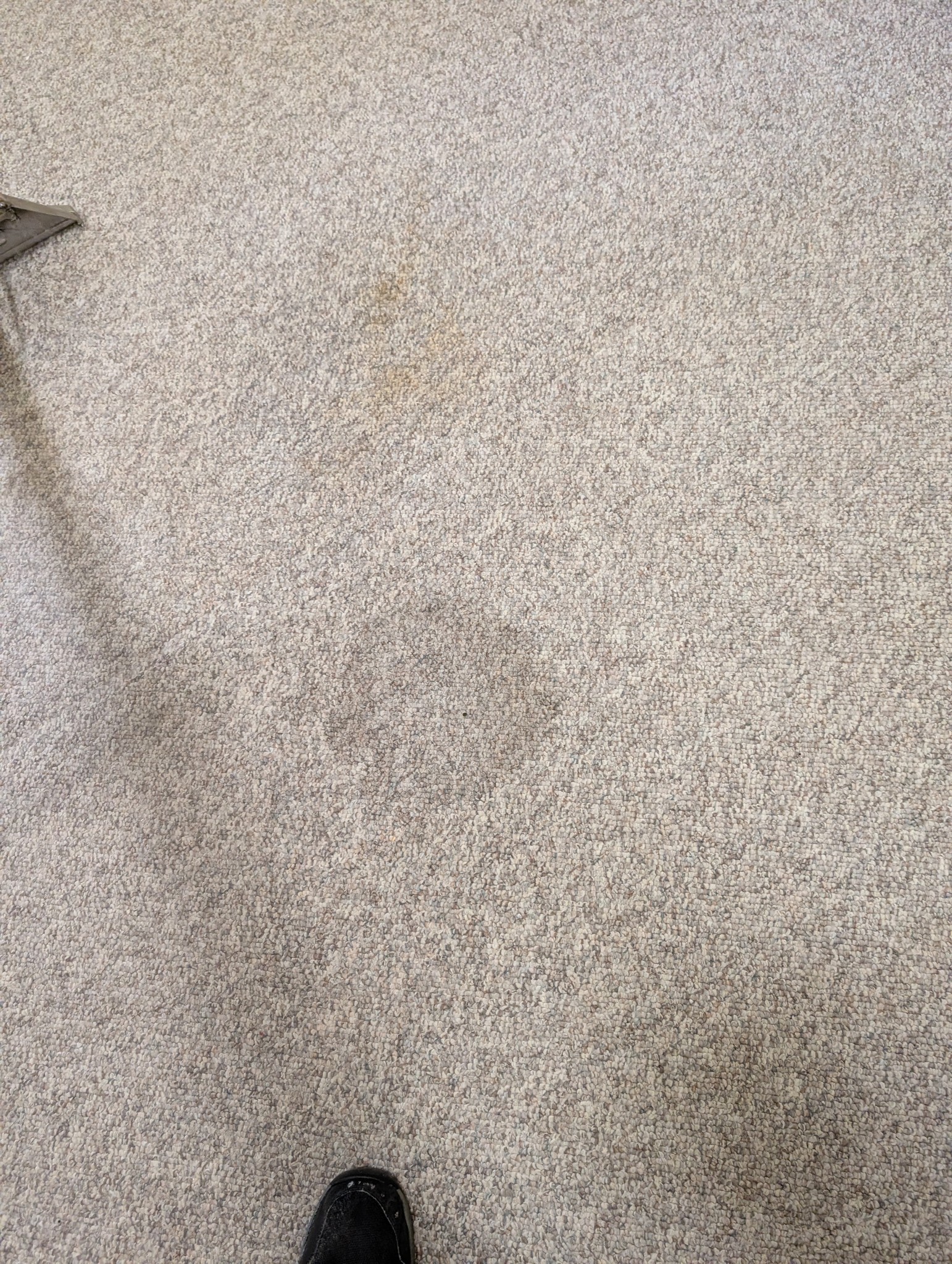 Professional carpet treatment in Canberra home with pets
